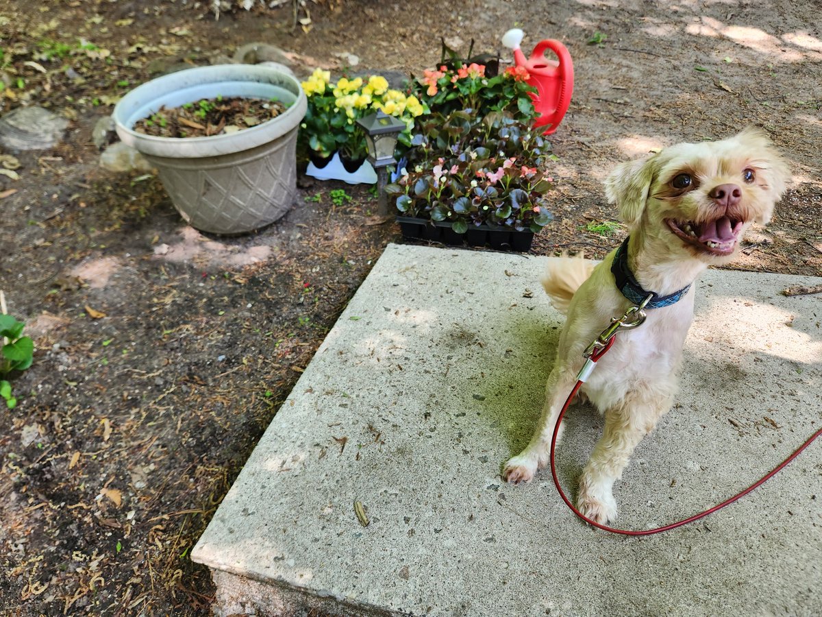 AgilitywAmanda's tweet photo. Joey the Muppet loves to help supervise my gardening, even if he's mid haircut lol
#happydog #dogsmiles #dogsathome #lifewithdogs #livingwithdogs #doghelper #gardeningwithdogs #shihtzucross #shihpoo #poodlecross https://t.co/PPkRSZuAHB
