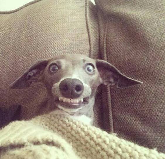 suspicious smile 🤭🤭🤭 #dog #smile  #galgo #goodnight #suspicious #fear