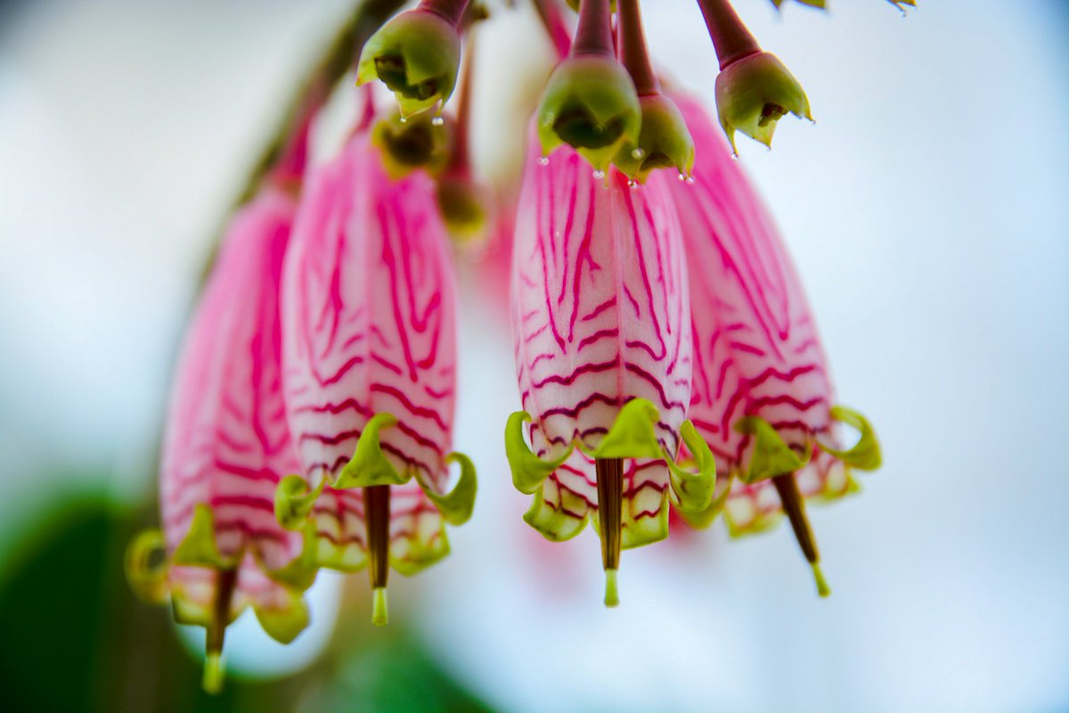 Agapetes burmanica
#photo #photography #flowerphoto #flowerphotography #plantphoto #plantphotography #nikon #sigmalens