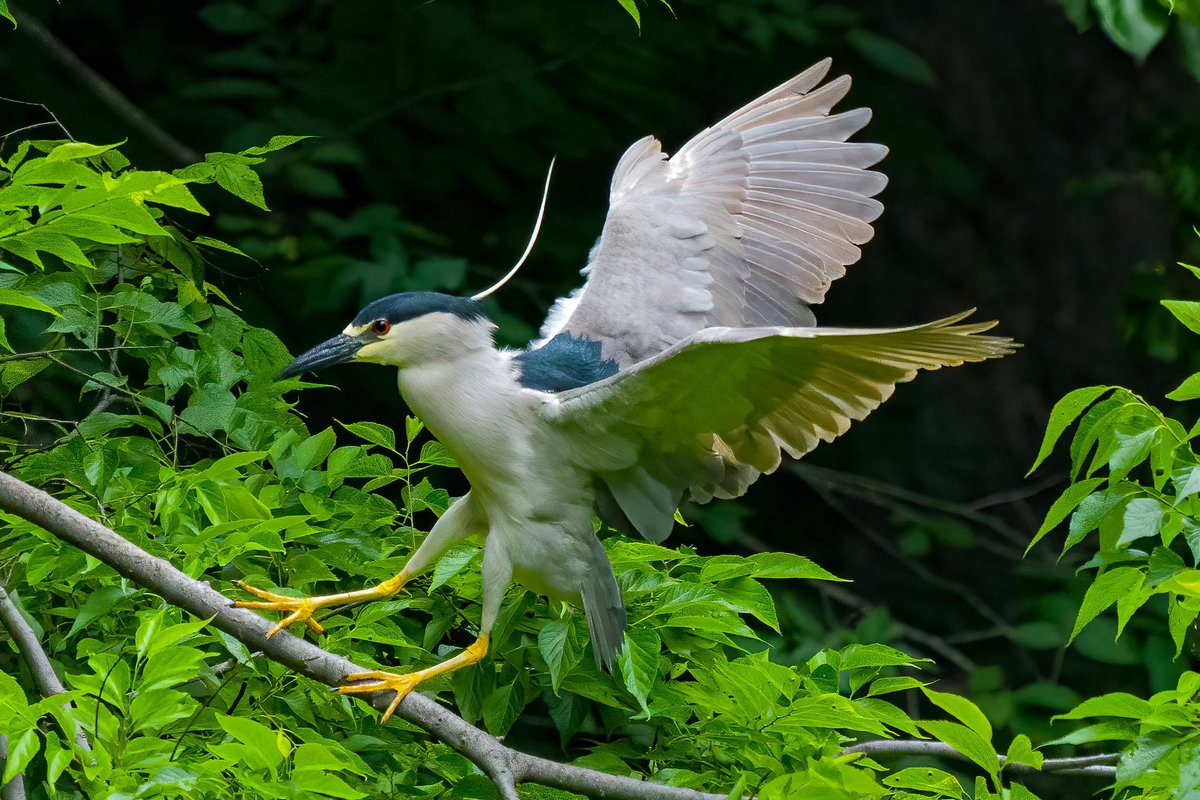 Black-crowned night heron @CentralPark_NYC with @BirdingBobNYC Sunday  walk #birdcpp #BirdsSeenIn2023 #birding #BirdTwitter  @inaturalist #BirdsofNYC @BirdCentralPark #BirdsOfTwitter #birdphotography #NewYorkCity #heron #hslotamsterdam #nightheron