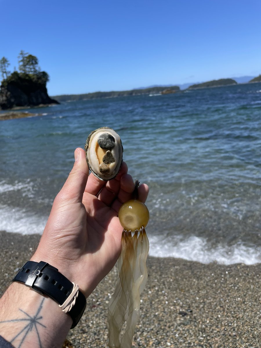 claysteell's tweet image. Found an unlucky Bull Kelp attached to an equally unlucky Keyhole Limpet washed up on the beach, I’m guessing the kelp grew too buoyant &amp;amp; lifted off with the limpet, talk about a lose-lose situation! The limpet was still alive so returned to the sea after a kelp haircut 🌊 #kelp