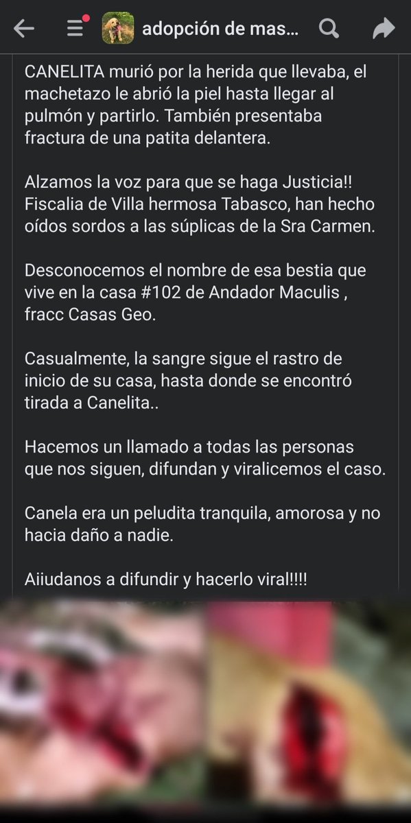FundacionToby's tweet photo. NO SE NOS OLVIDA!!
La muerte de Canelita fue un acto atroz, si alguien tiene contacto con los dueños nosotros con gusto los apoyamos para denunciar al asesino y a lo largo del proceso también contarán con nuestro apoyo 🙏 https://t.co/IGOERwhsIw