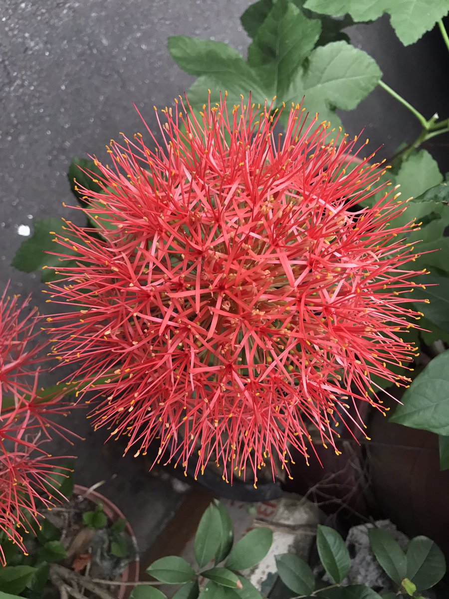 There are amazing plant.Fireball flower also known as bloody lily