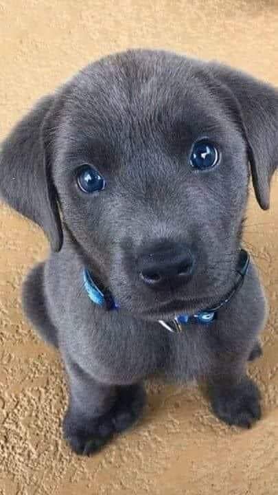 I found in the street this puppy and I adopted him, don't scroll without say hello to him 👋🏻🥰
#dogs #dogsoftwitter #Doglovers_26 #dogsarelove #DogsOnTwitter #puppies #DOGS100