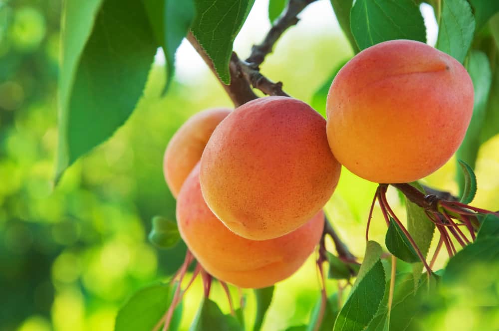 منظمة الغذاء والدواء في أميركا
تمنع بذور المشمش لأنها تحوي على فايتمين ب ١٧ الذي يخلص الجسم من السرطان.
فهذا يعني افلاس شركات الأدوية وخصوصا العلاج الكيماوي.
بذور المشمش فعاله جدا في القضاء على الخلايا السرطانيه 🔥👌