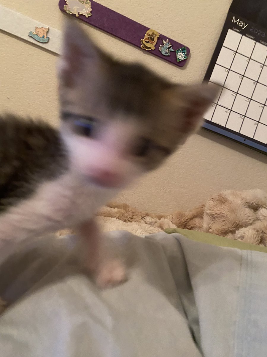 🌻🐝Kitten Mama🐝🌻 on Twitter: "What it’s like trying to take pictures of