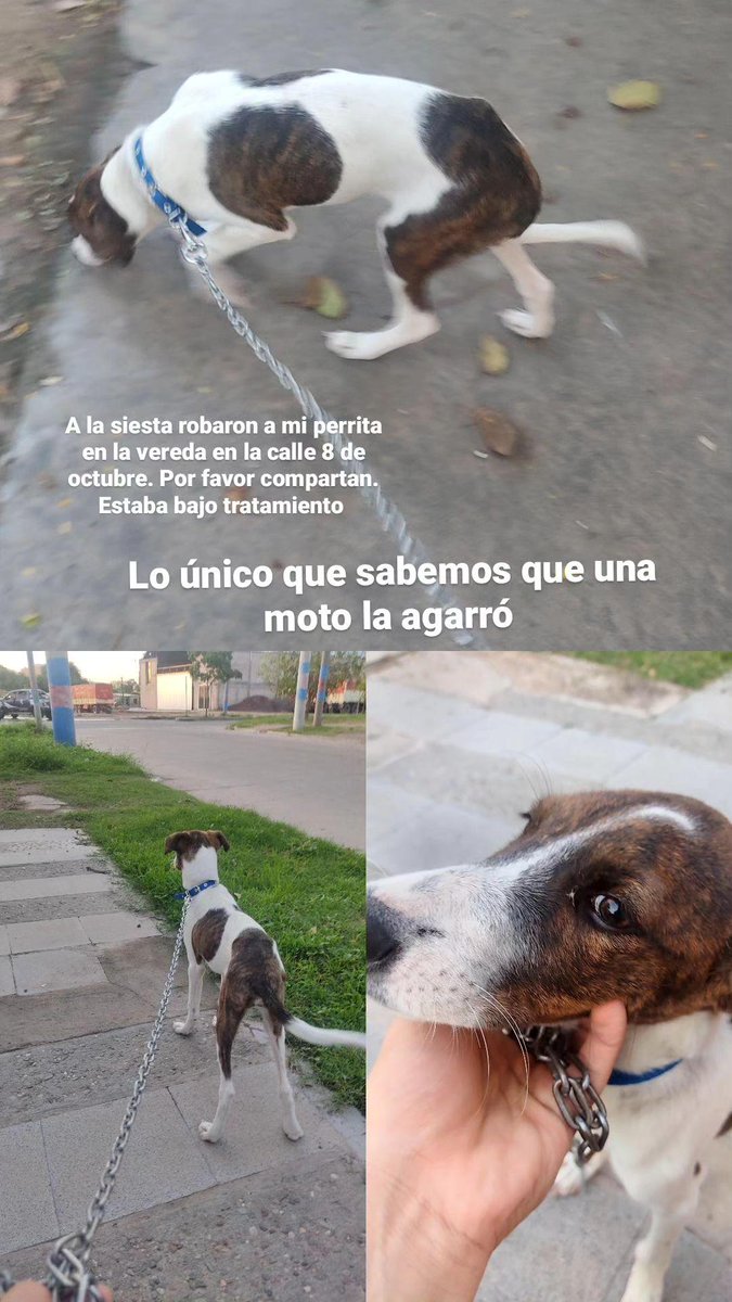 HerniPereyra's tweet photo. Me gustaría mucho que hagan RT. Robaron a mi perrita de la vereda 8 de octubre 333, Santiago del estero. Está bajo tratamiento. Dejo mi número de cel por su saben algo: 3854061367 https://t.co/3d7rWon2yp