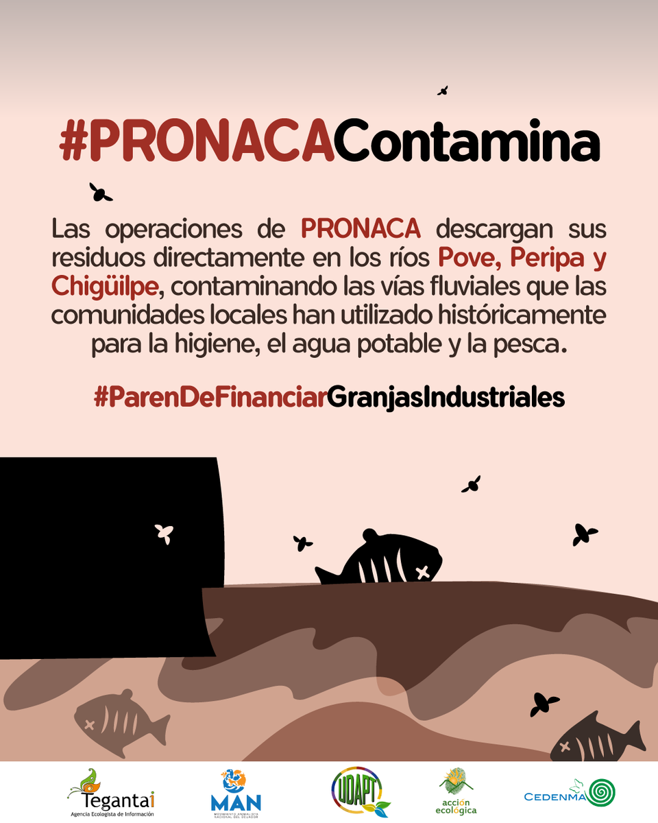 Una coalición de ONG ecuatorianas de DDHH, ambientales y animales lanzan un informe en el Día Mundial del Ambiente que documenta la contaminación del agua, el bienestar animal y los impactos en la salud de las granjas industriales de PRONACA, financiado por <a href="/BIDInvest/">BID Invest - IDB Invest</a> e <a href="/IFC_org/">IFC</a>