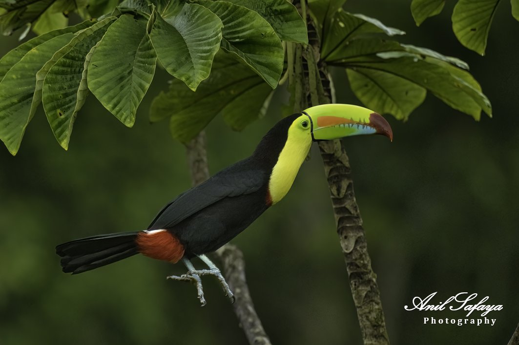 Keel-billed toucan- national bird of Belize. When sleeping, they turn head , their long bill rests on their back and tail is folded over head.
 #TwitterNatureCommunity #IndiAves #NaturePhotography #BBCWildlifePOTD #NatureBeauty #incrediblebirding #BirdsOfTwitter #BirdsSeenIn2023