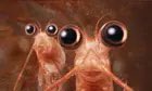 the krill are tarlking