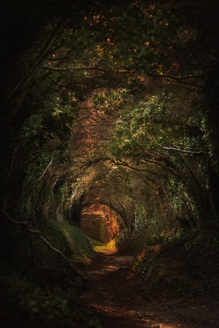🌳 Forest 🌳

a tunnel of trees in the middle of a forest

➡️ Follow For More Details
pixabay.com/images/search/…

#forest #forestphotography #forestwalk #forestry #forestbathing #forestpark #forestlovers #forestlife  #foresthills  #foresta #forestgump #forestfire #forestgreen