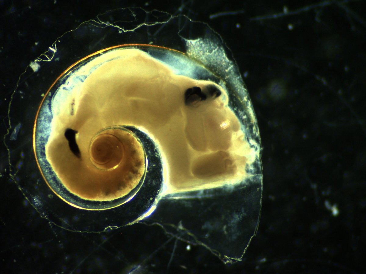 Linda Mora MacBeath tweet media