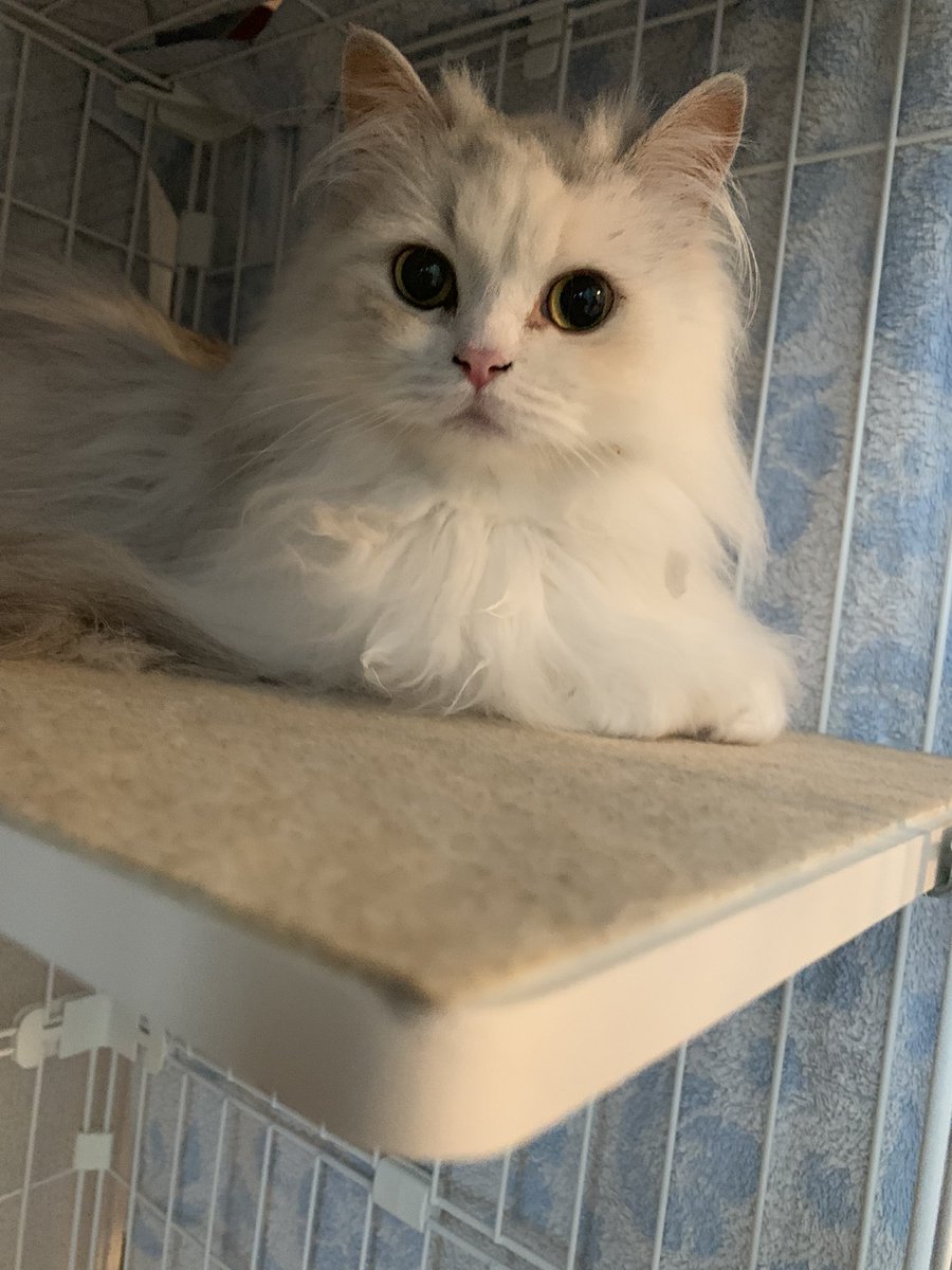 13Hamu's tweet photo. そして、こないだ
新しい家族が増えました🐈

1才ほスコティッシュフォールド、
しらたまちゃんです✨

毛玉がすごいのでおうちに慣れたら
美容室だね！ https://t.co/ZrbHYs4Pn9