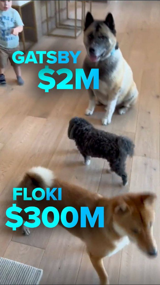 CrashiusClay69's tweet photo. Elon Musks biggest dog- $GATSBY 

only has around 800 holders rn

Everyone in the community as well as their grandmas understands the trajectory of how many more ppl are going to find out about this https://t.co/CKBn17DPjh