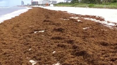 @GeorgeTakei 
ORLANDO, Fla — The 5,000-mile mass of seaweed has now been labeled the Great Ron DeSanctimonious Belt, started washing up on Florida shores

Like @RonDeSantis the brown seaweed which can carry flesh-eating bacteria and make you sick, is known for its smell