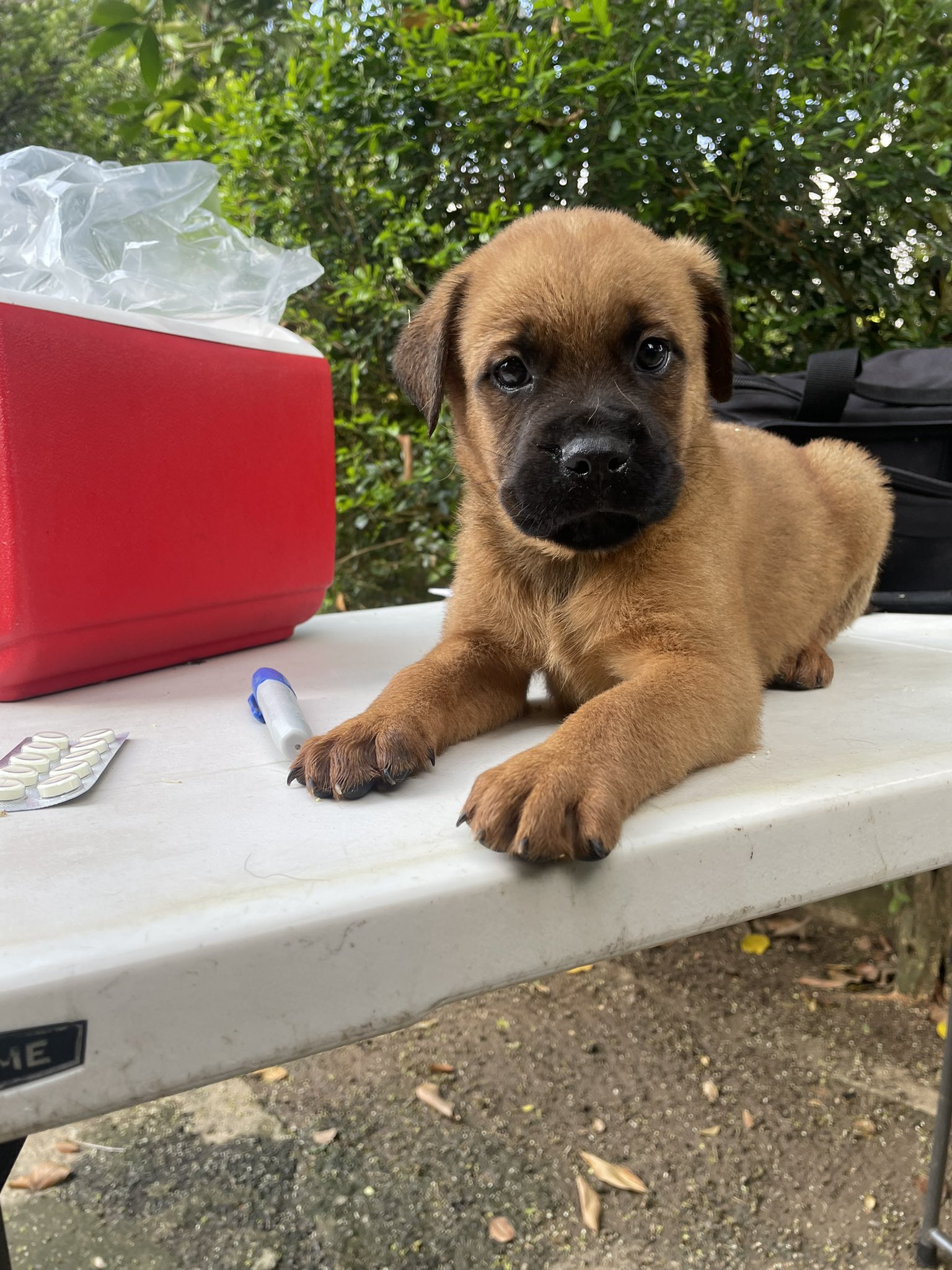 German shepherd mastiff mix puppies on sale for sale