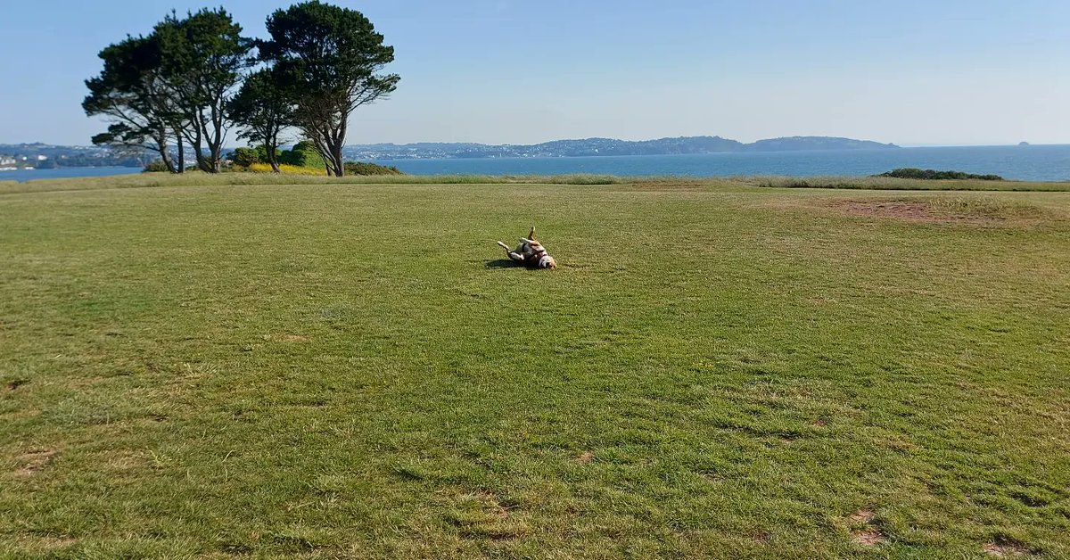 When youve enjoyed a walkies and don't want to go home..#boxers
#boxerpuppies 
#boxersofinstagram 
#boxersoftwitter
#boxerdogs
#ilovemyboxer 
#boxerlover
#millybee 
#millieb 
#boxerdogfamily
 #boxerpuppy #boxerdogfamily #boxerlover
#boxersoftiktok 
#letsloveboxerdog