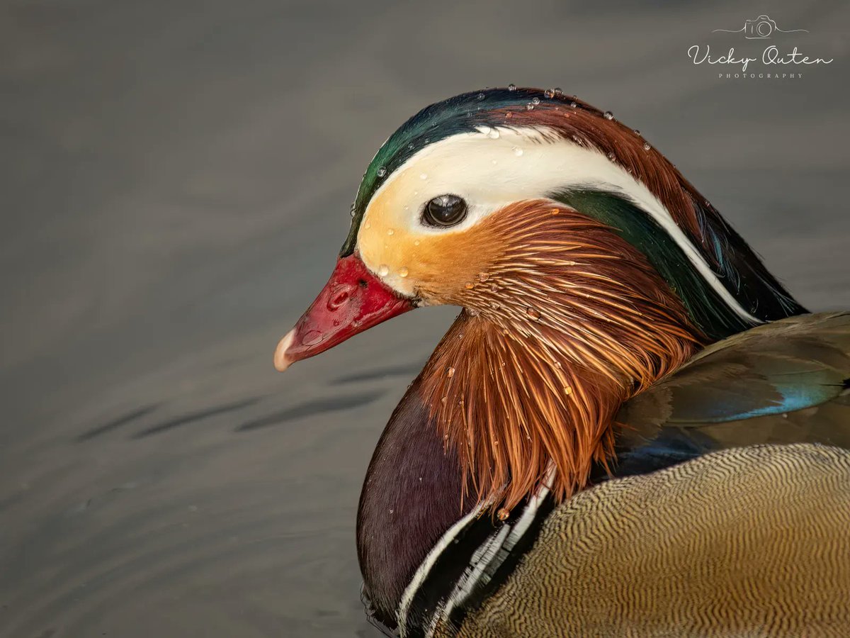 vickyoutenphoto's tweet photo. Male mandarin duck

#wildlife #wildlifephotography #TwitterNatureCommunity #jessopsmoment #bbccountryfilemagpotd #BBCWildlifePOTD @BBCSpringwatch @ThePhotoHour @wildlifemag @Natures_Voice @Britnatureguide @Team4Nature @NatureUK #mandarinduck 

https://t.co/sYNX75nTBc https://t.co/eRVDDNZXNU