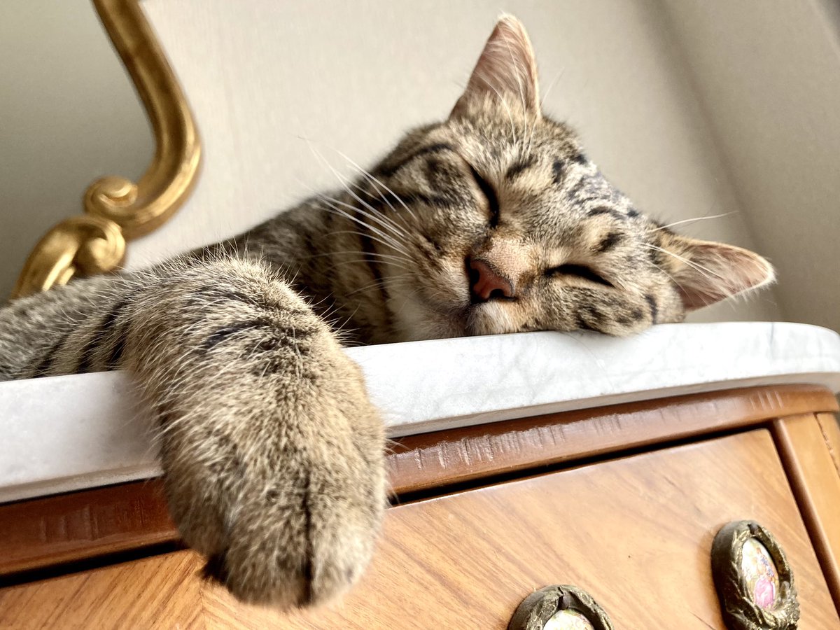 よ~~く寝てる( ̳ᴗ   ̫ ᴗ ̳)Zzzz
#キジトラ猫
#ねこすきさんと繋がりたい 
#猫の居る暮らし