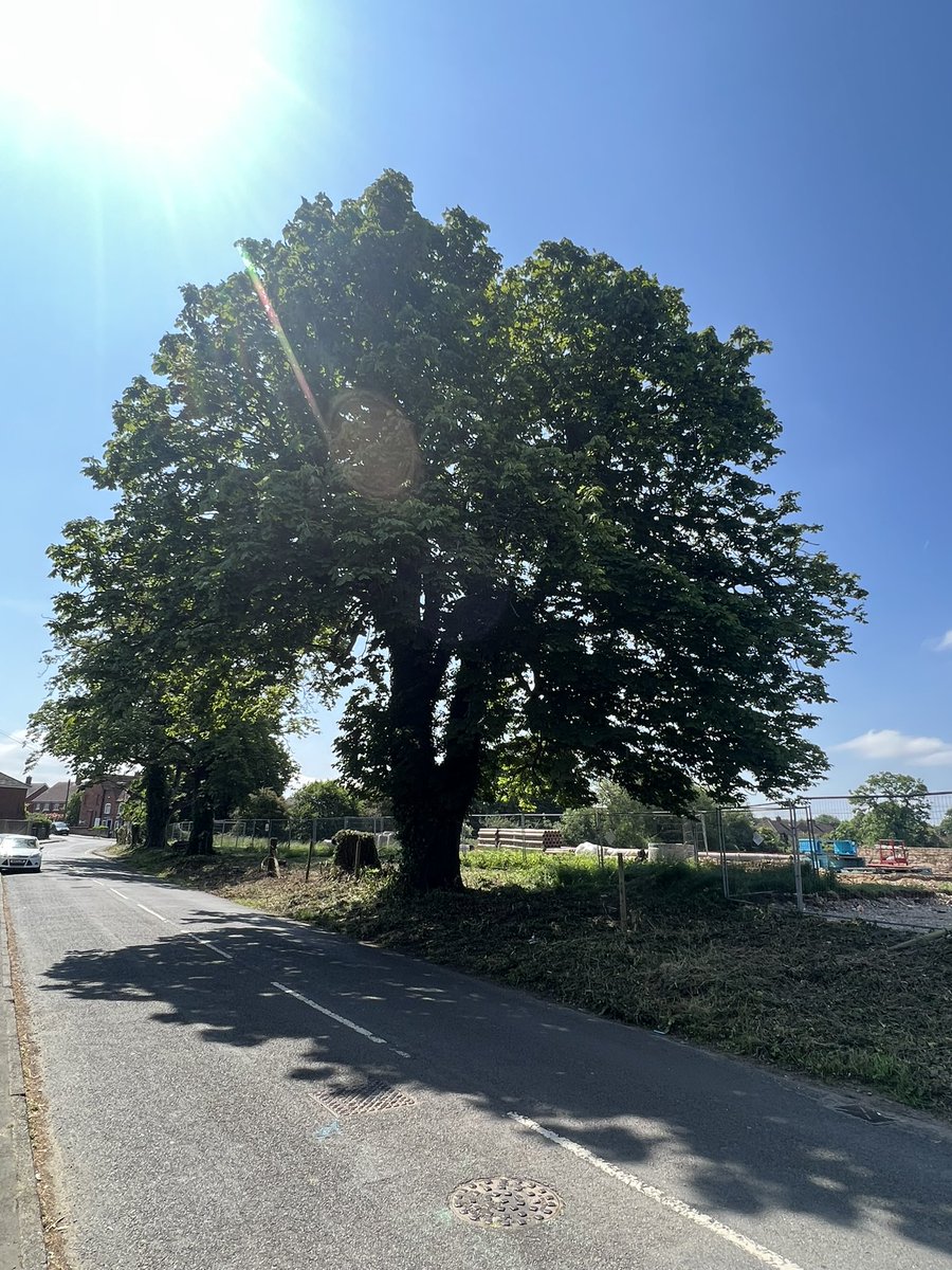 Braveapollo (@jonmhowells) on Twitter photo Hi <a href="/BBCSurrey/">BBC Surrey</a> itās World Environment Day. If you are looking for a way to cover it, my wife and I are up a horse chestnut tree on Pyrcroft Rd in Chertsey trying to save it and 2 others from unnecessary removal. Hi <a href="/BBCSurrey/">BBC Surrey</a> itās World Environment Day. If you are looking for a way to cover it, my wife and I are up a horse chestnut tree on Pyrcroft Rd in Chertsey trying to save it and 2 others from unnecessary removal.