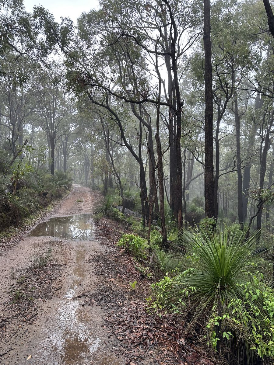 Wandering in Mundaring 🌿👣
#PortagabraTrack #Mundaring #PerthHills #Nature #Wanderer #Rainydays #Perth