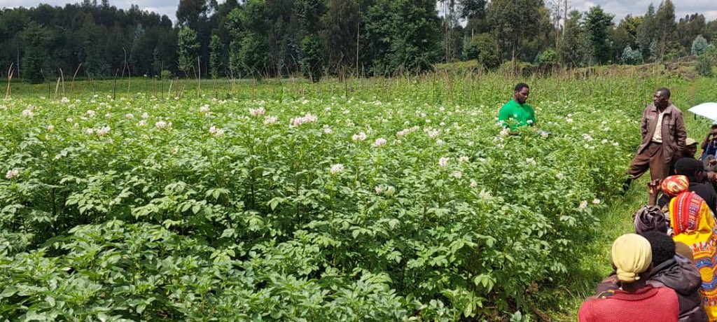 Good morning from the farm! Today, we're excited to host agronomists from SPF who will share valuable insights on various topics, including soil management, selecting top-quality seeds, best practices for growing seed potatoes, and the requirements to become a seed multiplier.