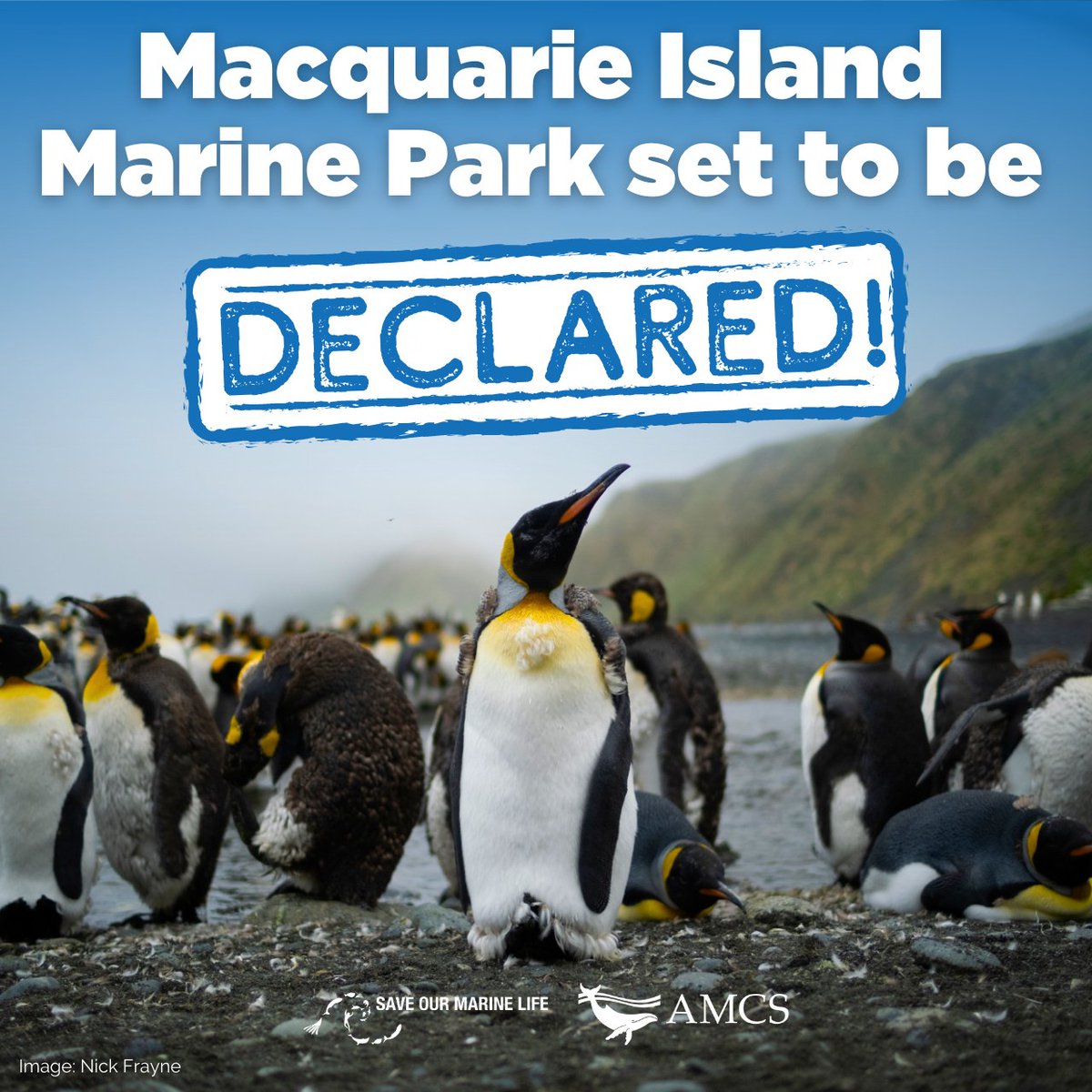 Great news on #WorldEnvironmentDay #ausgov agreed to expand #MacquarieIslandMarinePark! An area larger than Germany will be marine sanctuary, the strongest level of protection possible 🐧🦭🐦@SaveOurMarine THANK YOU @TanyaPlibersek @AnthonyAlbanese gov. & our supporters!