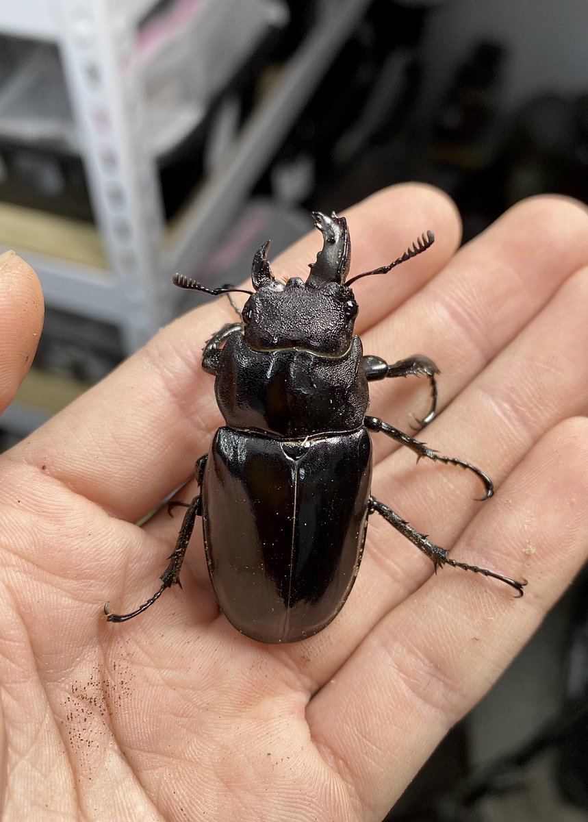 皮特玩自然 tweet media