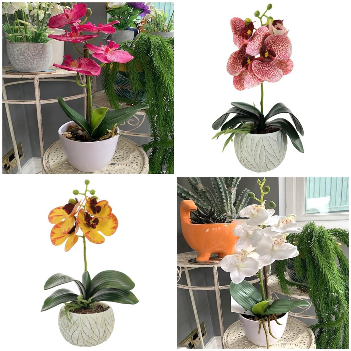 Perfect teacher gifts to say thank you - check out our gorgeous range of potted orchids! 💮

Shop direct 👉 bit.ly/3MTtqNA
Shop ebay 👉 bit.ly/43l1SrF 

#teacher #teacherthankyou #teachergift #teachergifts #giftideas #ThankYou #MHHSBD