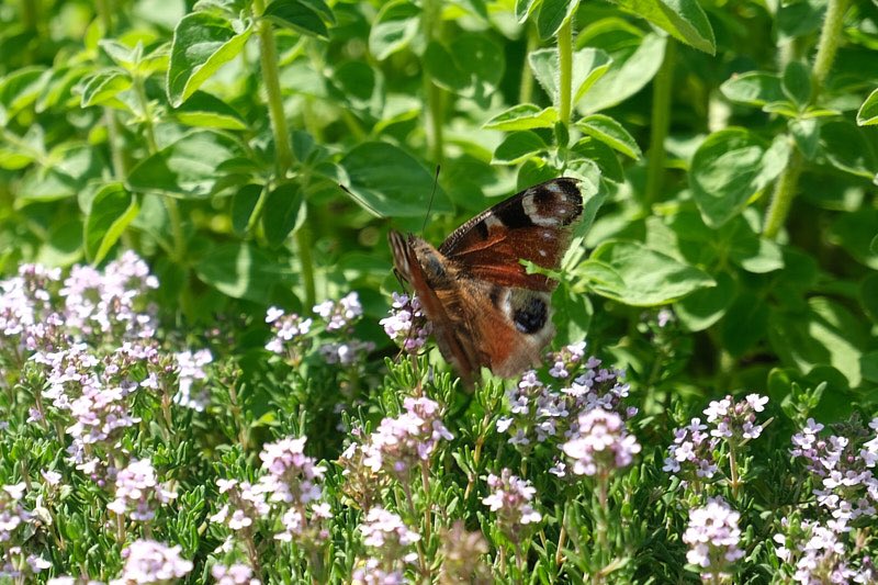 YewCraggs's tweet photo. The insects are loving our herb garden #herbs #butterfly #bee #LakeDistrict https://t.co/f81ibRzNdX
