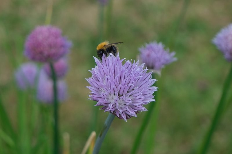 YewCraggs's tweet photo. The insects are loving our herb garden #herbs #butterfly #bee #LakeDistrict https://t.co/f81ibRzNdX