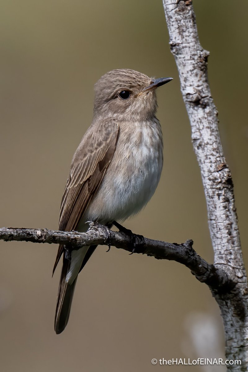 Spotted Flycatchers are so beautiful! Especially in this light in Capri.

Their scientific name is Muscicapa striata, which means striped flycatcher. I wish they’d make their minds up!

More: thehallofeinar.com/2023/06/search…
