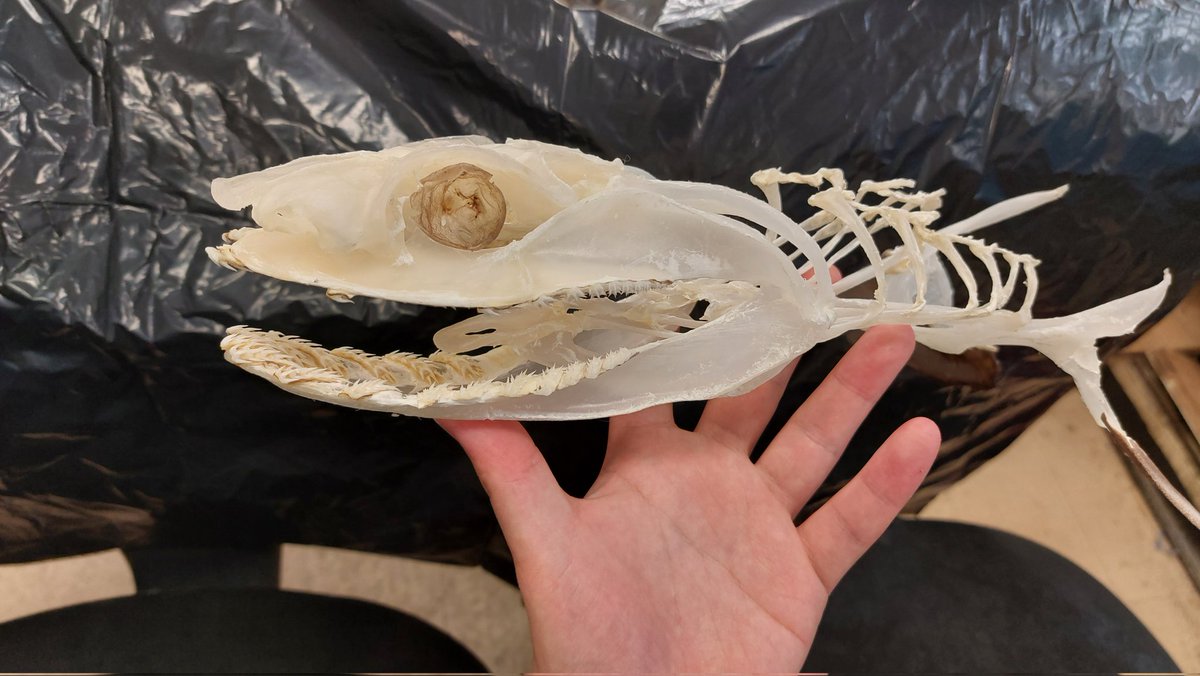 骨標本 値下げ交渉可です 骨標本 値下げ交渉可です - メルカリ