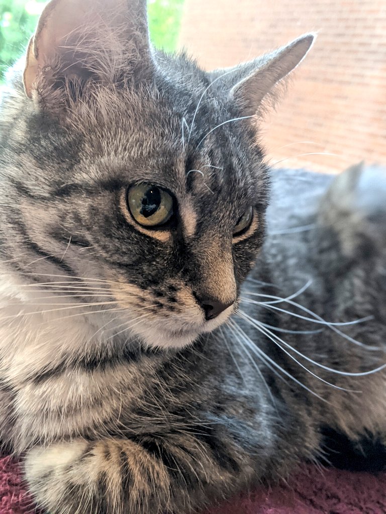 kittycatsonata1's tweet photo. Meow 🐱♥️ https://t.co/nTeTAo7QYd