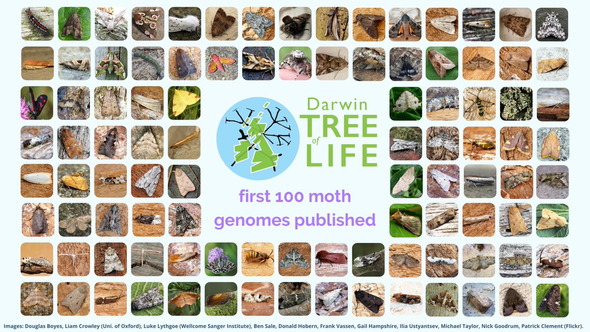 darwintreelife's tweet photo. This #EnvironmentDay we announce #DarwinTreeOfLife #GenomeNotes for 100 species of #moths๐งฌ๐ฆ
These reference #genomes will boost scientific research around #conservation, #evolution and #ecology๐
@GenomeWytham @OxfordBiology @NHM_Science @SangerToL
#mothsmatter #mothmonday https://t.co/x4syd27vHI