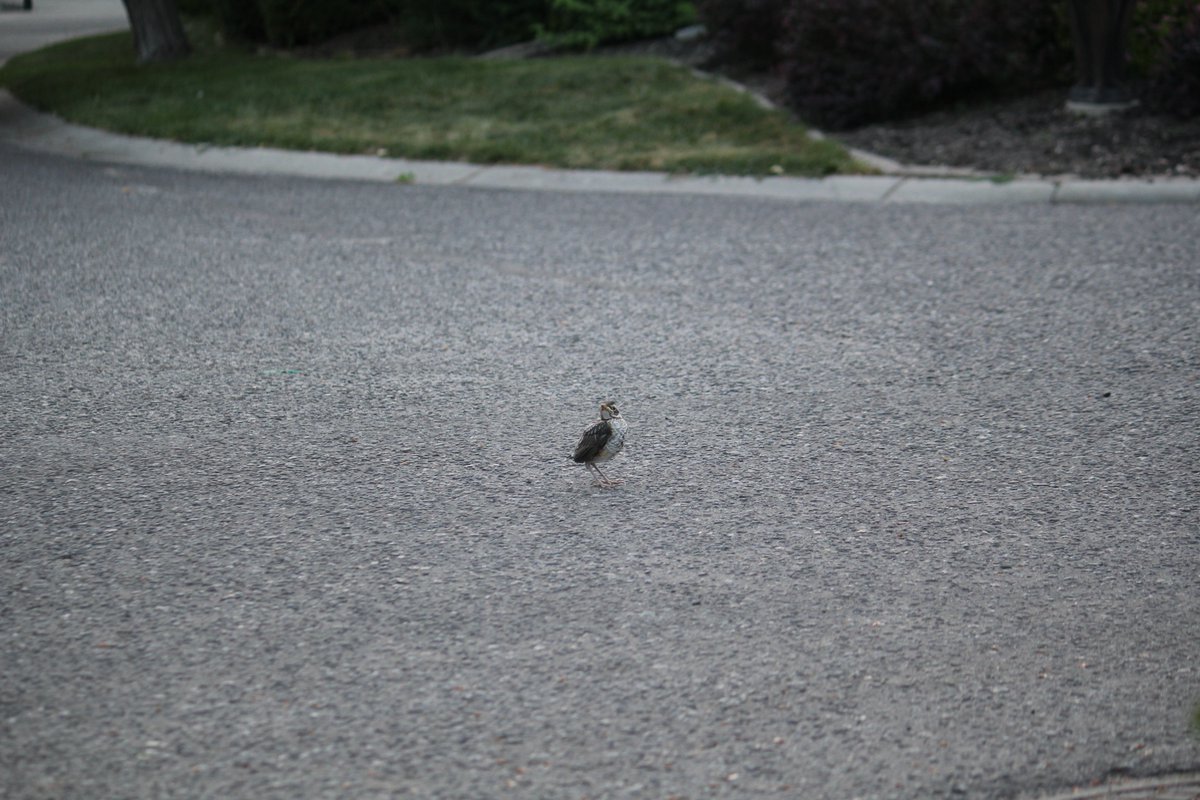 As fledglings leave the nest, they are unable to fly. This is normal.  They build strength as they hop great distances while their parents collect insects &amp; feed them. 
PLEASE keep cats inside; ensure no babies stuck in garage; and check under wheels before driving. Thank you!