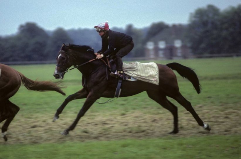 Love this photo of Ardross by George Selwyn at Cecil’s during the early 80’s. Like Soul Sister, he descended from Arctic Melody - Soul Sister’s branch of the family has been cultivated by owner-breeders for several decades with the racecourse in mind, and look at the results