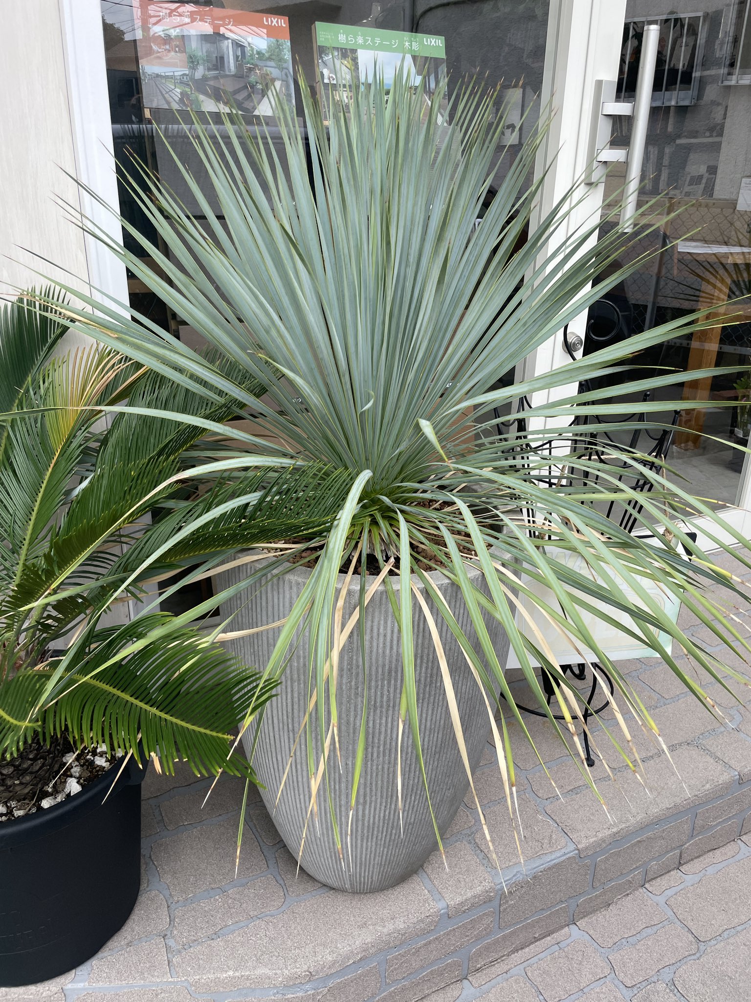 ユッカロストラータ そら植物園 ユッカロストラータ そら植物園
