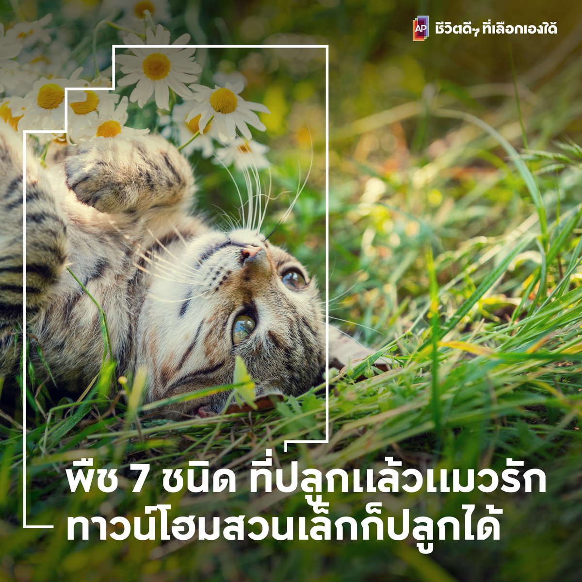 ความสุขของเจ้านายก็คือความสุขของทาส พืช 7 ชนิดที่ไม่ต้องมีพื้นที่เยอะก็เลือกปลูกเอาใจน้องเหมียวได้ 🐈🪴
1. ใบไผ่เงิน
2. ต้นอ่อนข้าวสาลี
3. Catnip หรือกัญชาแมว
4. ตำแยแมว
5. เปปเปอร์มิ้นต์
6. ตะไคร้หอม
7. คาโมมายล์
#APThai #ชีวิตดีๆที่เลือกเองได้ #APLivingseries