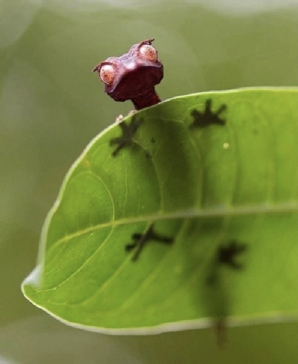 SceneryCHN's tweet image. Welcome to the #Microcosmos
Look at these tiny creatures! When they are enlarged to about our size, be careful, do not be fooled by their magical colors and eyes.