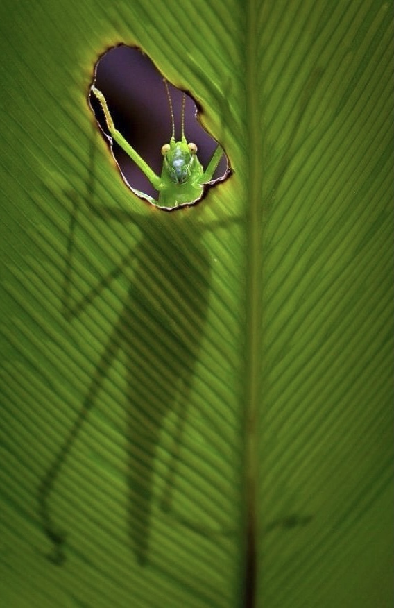 SceneryCHN's tweet image. Welcome to the #Microcosmos
Look at these tiny creatures! When they are enlarged to about our size, be careful, do not be fooled by their magical colors and eyes.