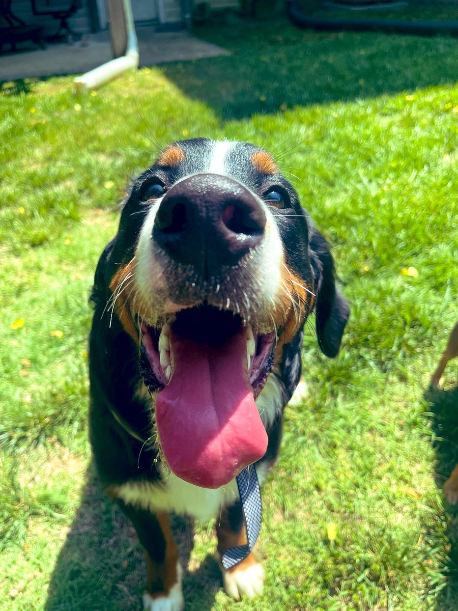 k8penni's tweet photo. Twitter, meet Beans: https://t.co/qphyEvNZY4
