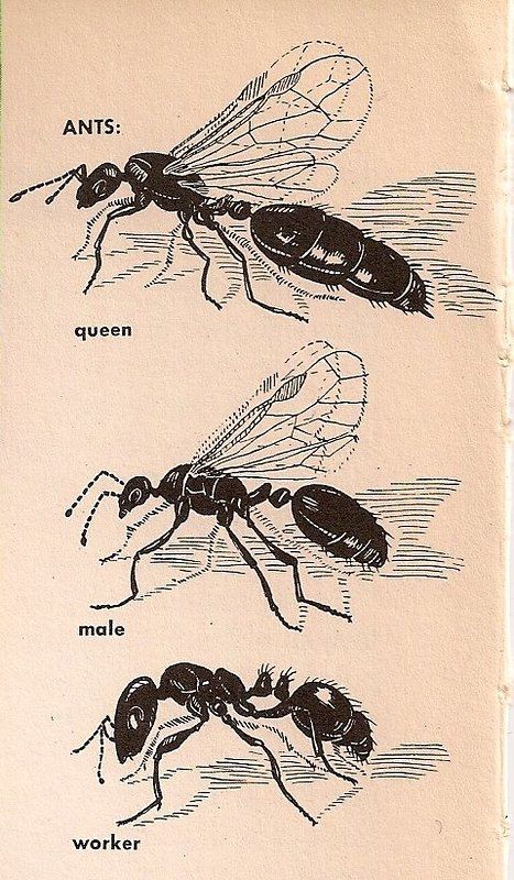 iya, tugasnya hanya makan, bertelur dan biasanya mereka dipilih sejak awal pembentukan koloni.

mereka juga diberikan perhatian dan makanan khusus oleh semut pekerja.

dalam beberapa spesies, ratu semut dipilih karena beberapa hal, diantaranya; fisik dan kualitas genetik.