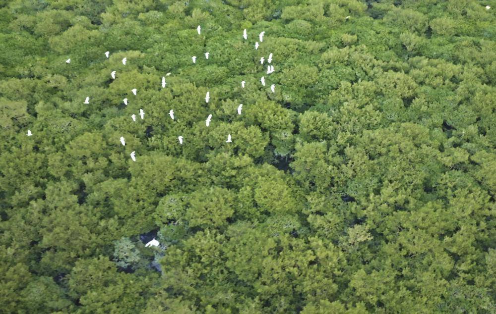 iGuangdong's tweet photo. 🌳🌳The aerial photos show a #mangrove forest on Jinniu Island, #Zhanjiang, South China's #Guangdong province. The winding coastline of Zhanjiang is dotted with mangroves, accounting for 33% of the China's total mangrove area. #EcoGD #WorldEnvironmentDay2023 #BeatPlasticPollution https://t.co/l21r75FOTJ