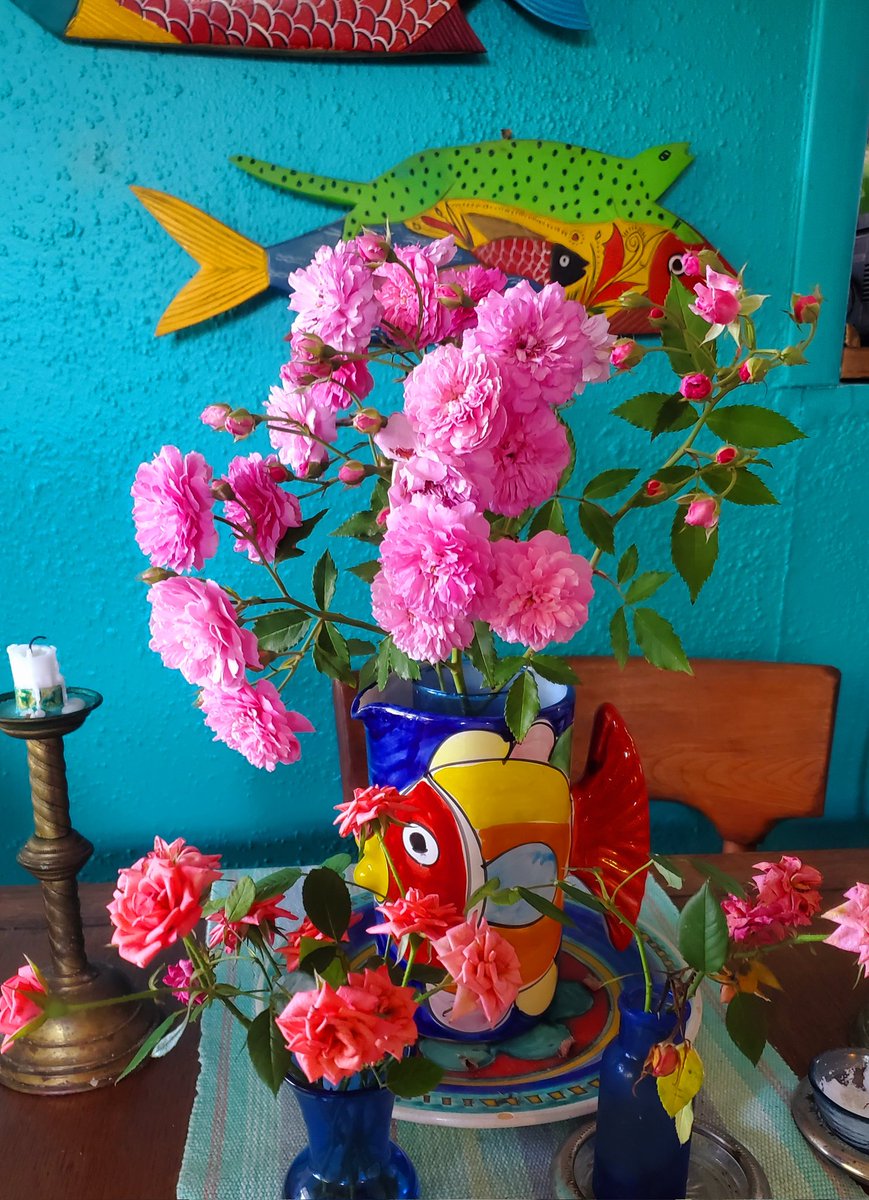MM Pack (@mmpackeatwrite) on Twitter photo Very late roses on the Texas Gulf Coast. Usually, by now it's too hot for roses, but this spring was unseasonably cool and rainy. Yay. #FlowerReport <a href="/alyssaharad/">Alyssa Harad is at the sky place. DM for invites.</a> Very late roses on the Texas Gulf Coast. Usually, by now it's too hot for roses, but this spring was unseasonably cool and rainy. Yay. #FlowerReport <a href="/alyssaharad/">Alyssa Harad is at the sky place. DM for invites.</a>
