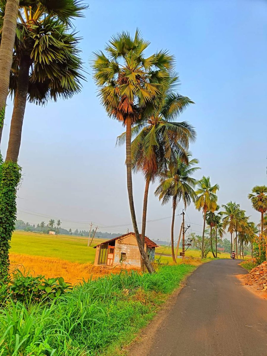 Praveen_nature's tweet photo. #Nature #Natureshot #Naturebeauty #NaturePhotography #Beautiful #Paddy #Paddyfeilds #WorldEnvironmentDay #EnvironmentDay #BeatPlasticPollution #Konaseema #Bhimavaram #Amalapuram #Palakollu #Eastgodavari #Andrapradesh #India #IncredibleIndia https://t.co/d5YGS2EtEI