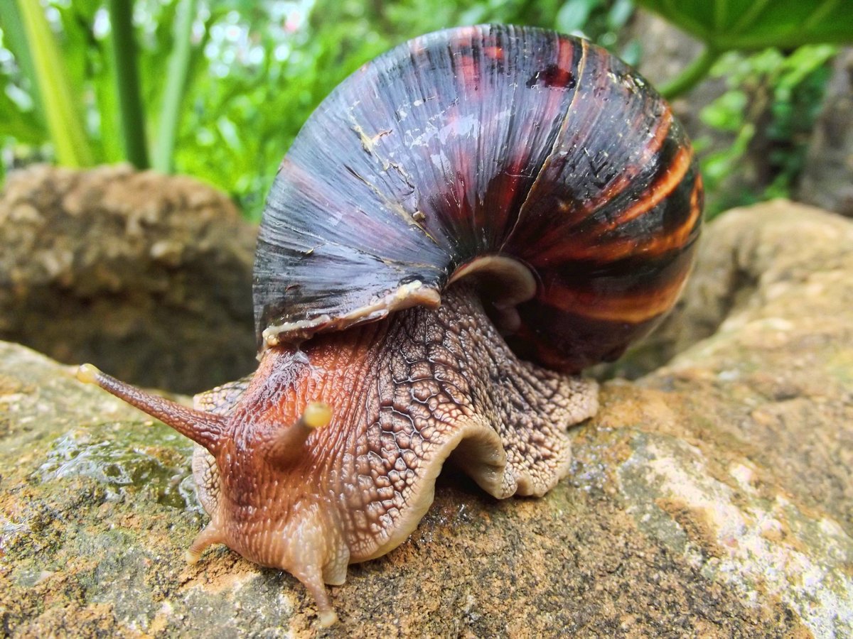 Size Matters: Exploring the World’s Largest Mollusks
medium.com/@darkenergyart…
#medium #mediumwriters #nature #animals #science #life #lifelessons #blog #blogs #writer #writers #knowmore #facts #article #articles #blogger #news #blogging #bloggers #bloggingcommunity #facts #trivia