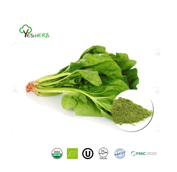 AnYuensun's tweet image. Spinach powder
Product Name: Spinach Powder
Latin Name: Spinacea Oleracea
Used Part: leaf
Appearance: Green fine powder
Certification: Organic, Kosher, Halal, HACCP, FSSC 22000
#organicvegetable #Vegetablepowder #yesherb #SpinachPowder
yesherb.com/products/spina…