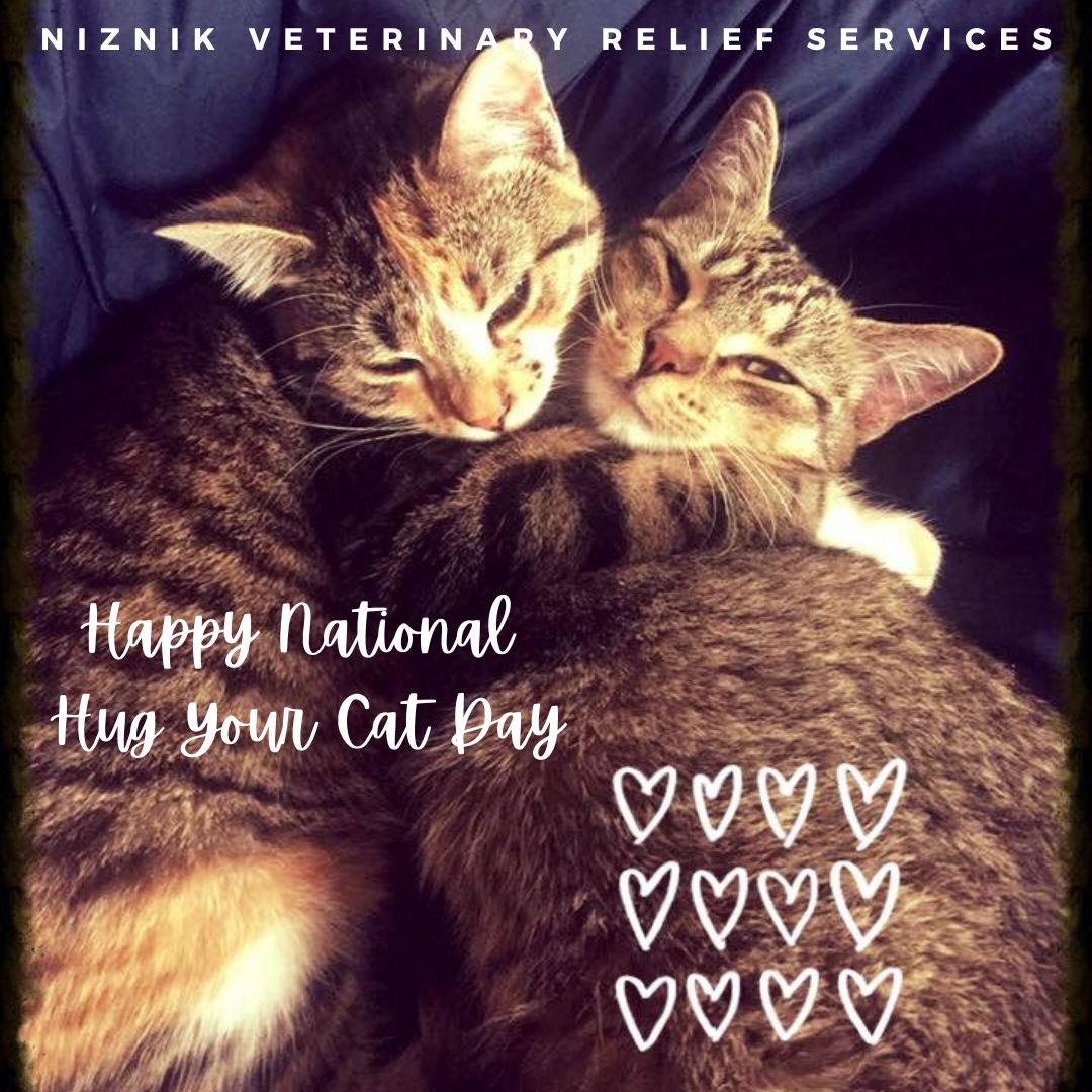 DrRoseDVM's tweet photo. Happy National Hug Your Cat Day 🐱
Today is the purr-fect day to show your furry feline friend extra love and appreciation for their companionship!
#nationalhugyourcatday #catlovers #cats #felinefriends
#love #veterinarymedicine #niznikvrs #drrosedvm #CatsOfTwitter https://t.co/0DcwvT7Edr
