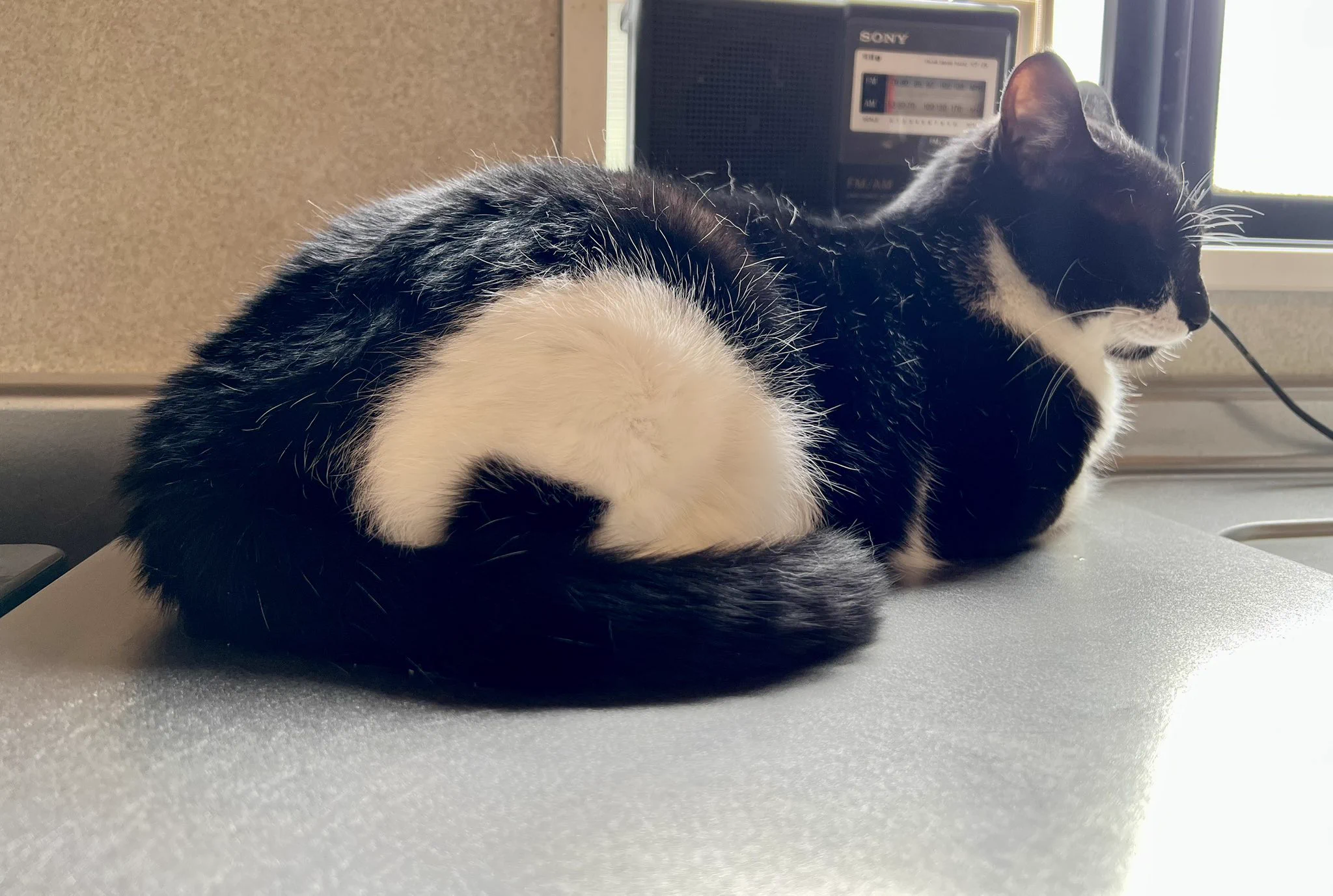 飼い猫の”おにぎり”その名前の由来が一目瞭然！